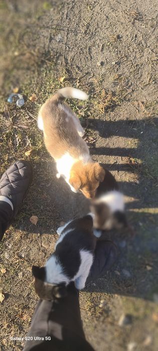 Подарим щенков - звоночков