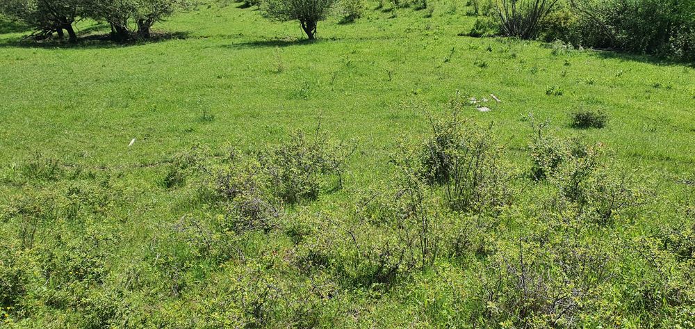 Teren de vânzare 5.850mp – Poieniță de vis la 2 km de Dunăre Cruşoviţa