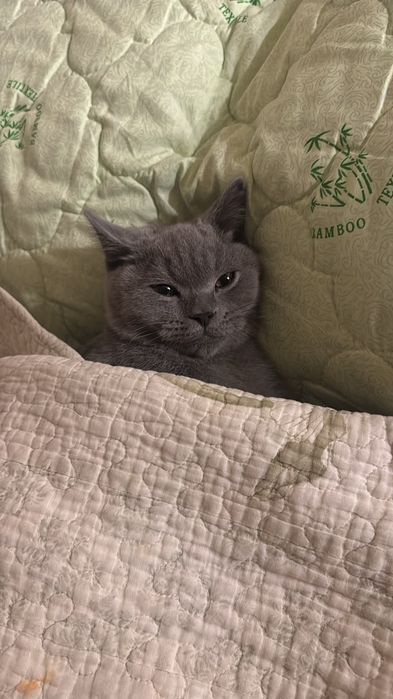 Продам Британского кота!