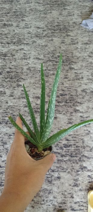 Продам цветы комнатные