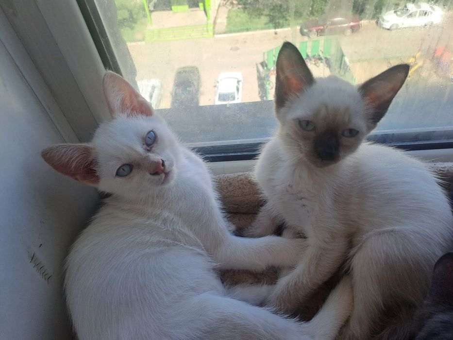 Отдам котят марғаулар