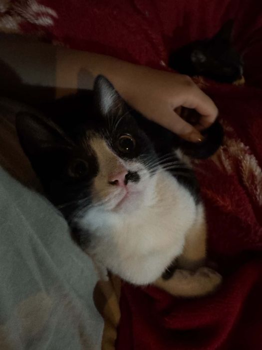 Подарявам котета