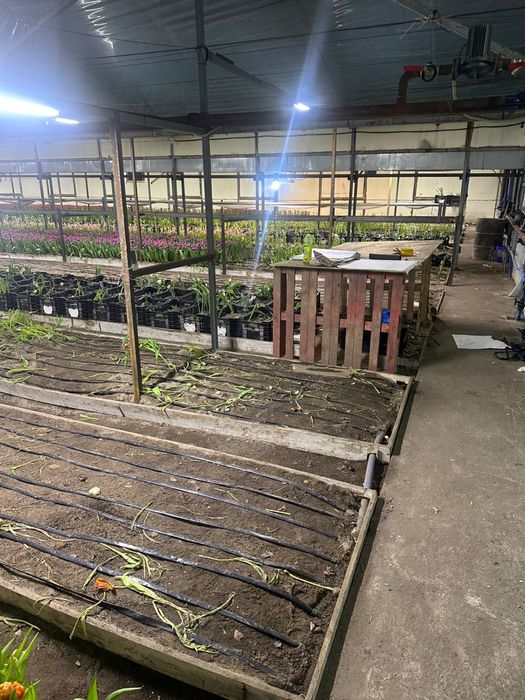 Тюльпаны оптом алматинские