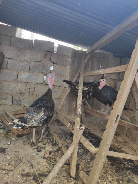 Kurka tovu jojala sotiladi