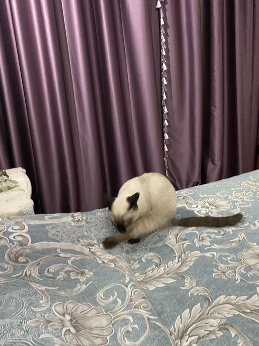 Котенок 5 месяцев девочка