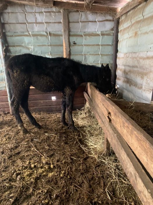 Жеребята 8 месячные