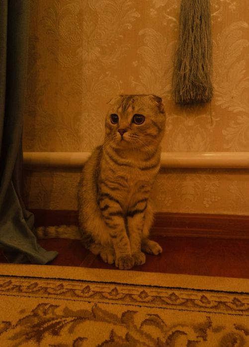 Кот породистый.Срочно