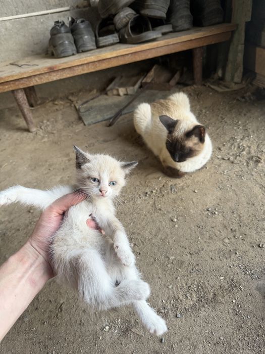 Отдам добрые руки