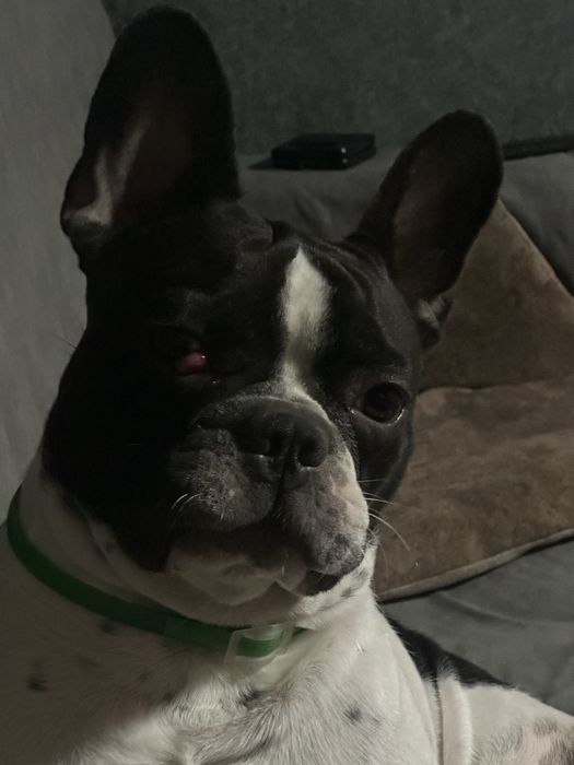 Мальчик француз ищем невесту