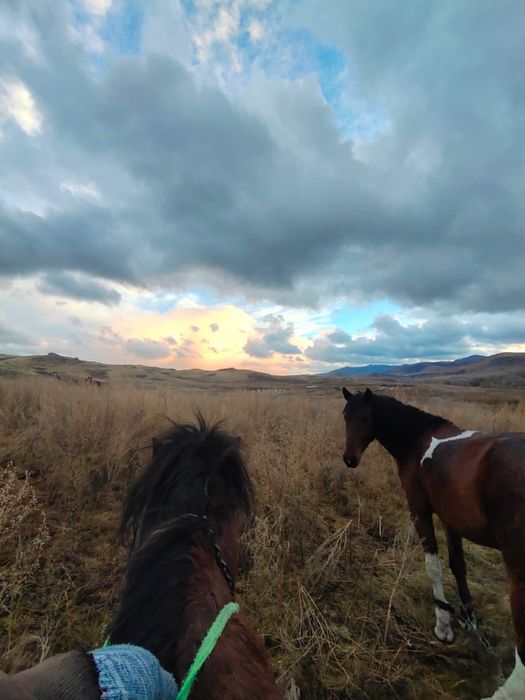 Продаётся алая лошадь!