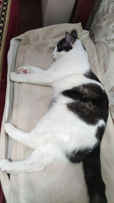 Кошечка в добрые руки