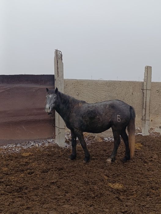 Соғымға Ту биелер сатылады