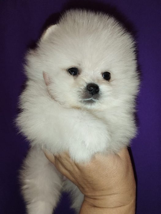 Продам шикарных щенков шпица