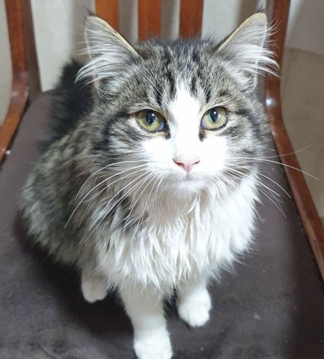 Кот в добрые  руки