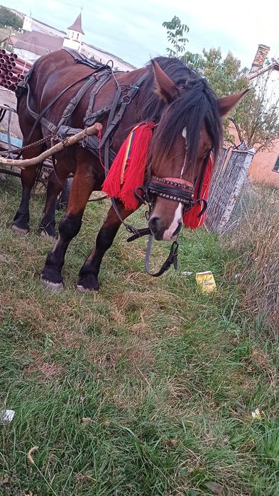 Iapă de 5 ani de vânzare