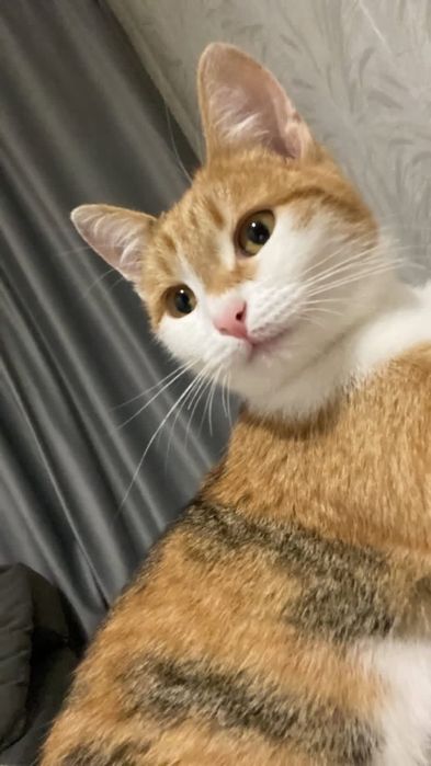 Отдам девочку в добрые руки!