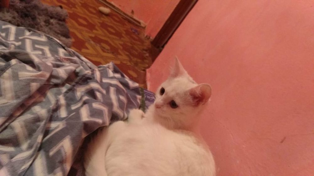 кошка белый 6 месяц