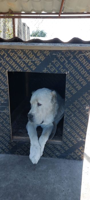 Супер Щенки САО!