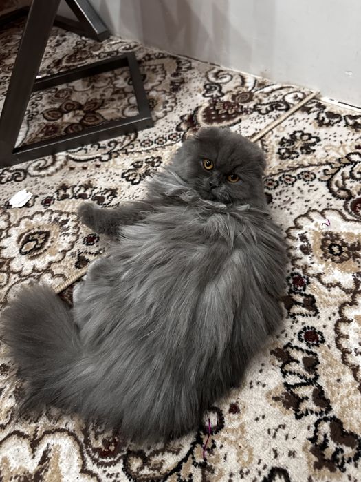 Britanskiy zotdor uzun yungli mushuk