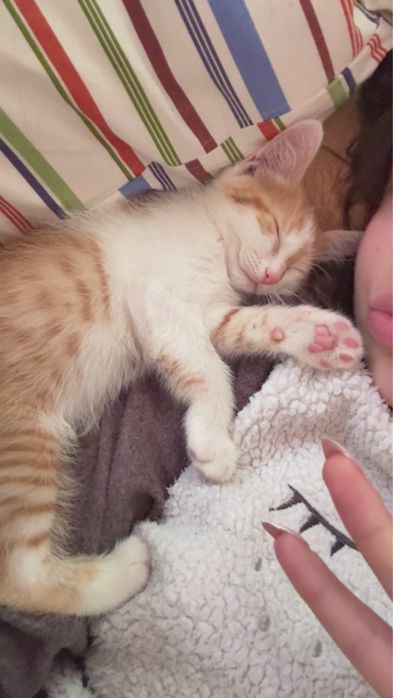 Подарявам женско котенце