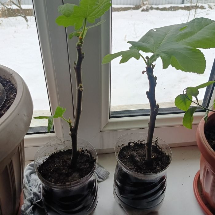 Продам инжир Брунсвик.