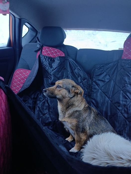 Мелкая собачка в добрые руки