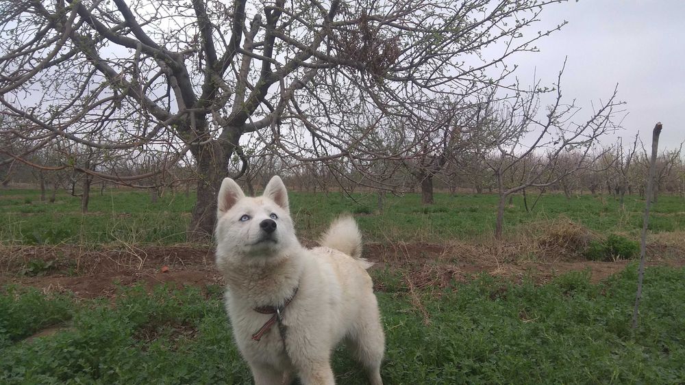 Сибирский хаски йуколди