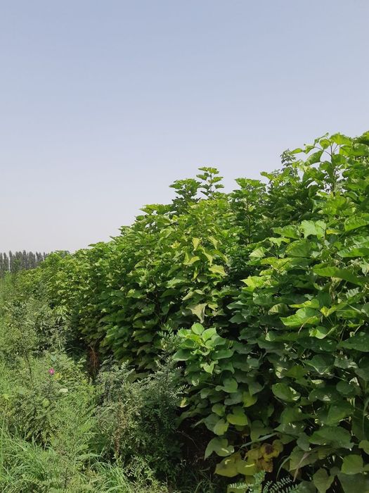 Декоративные деревья