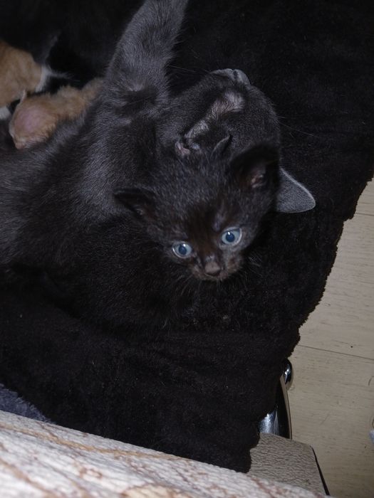 От дам котят в добрые руки