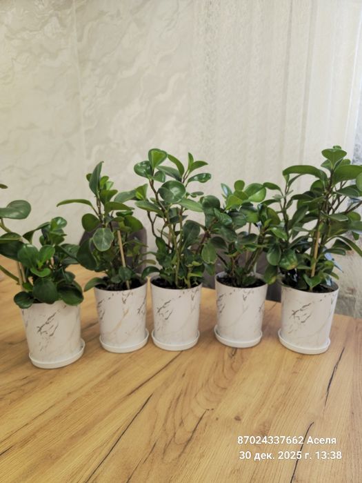 Комнатные цветы много