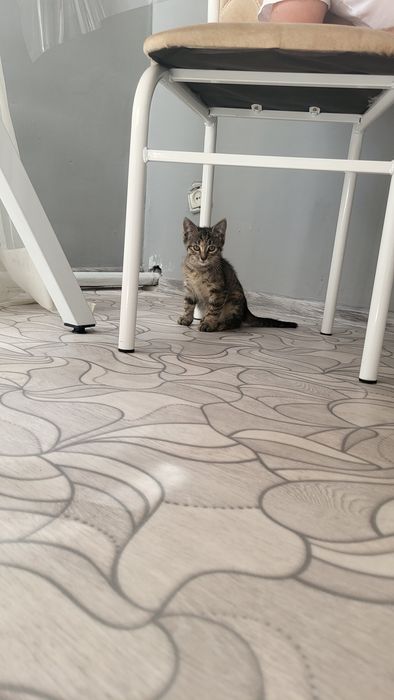 Отдам котёнка девочка!