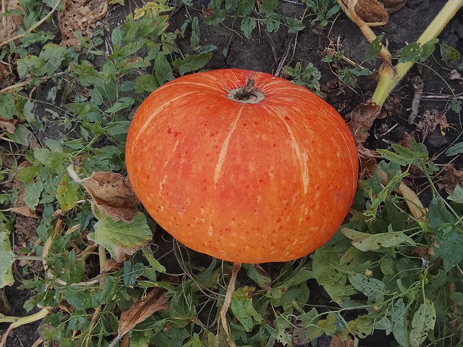 Продам тыкву этого сезона