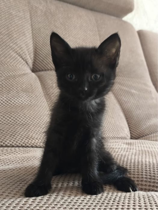 Отдам котят, кошку в добрые руки