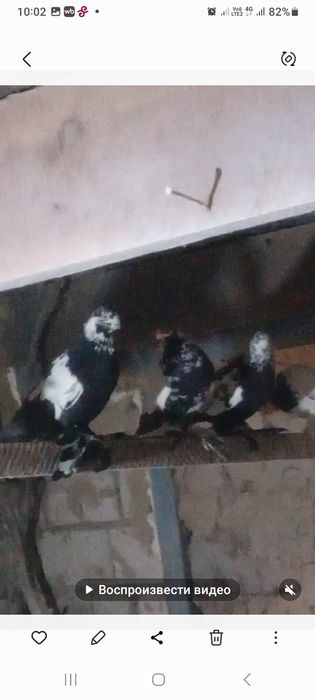 На продаже домашние голуби.