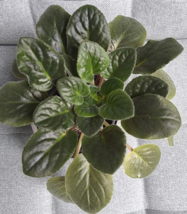 Стайни цветя различни видове