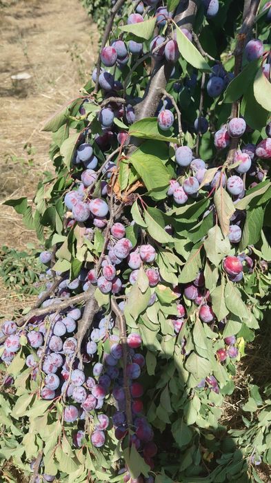 Prune pentru tuica