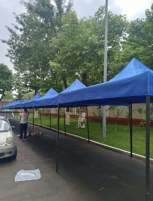 Zontik naves arginal