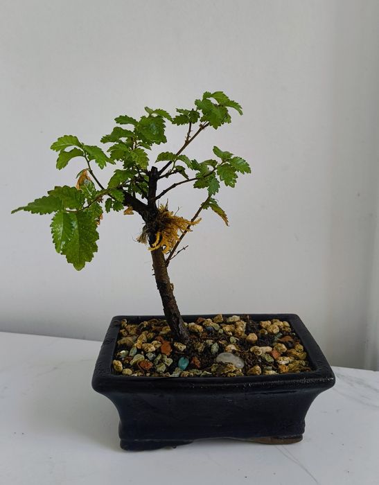 Bonsai bonSai BO