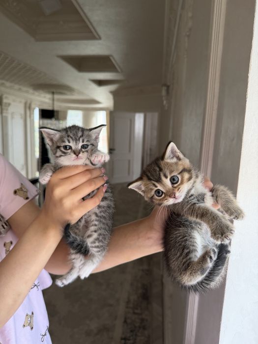 Продаются очаровательные котята