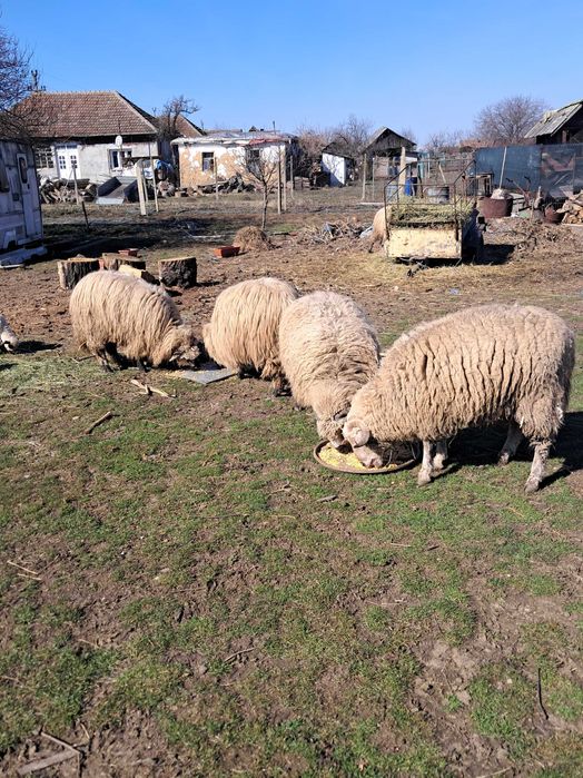 Oi crescute natural, grase si frumoase.