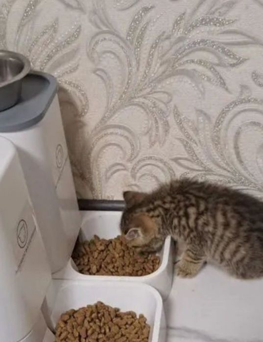 Котята мальчики и девочки цены разные!
