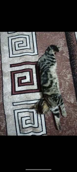 Mushuk bengal srochna sotiladi