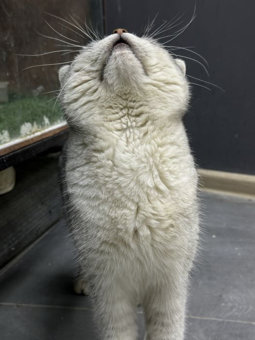 серебристая шиншила кот- вязка