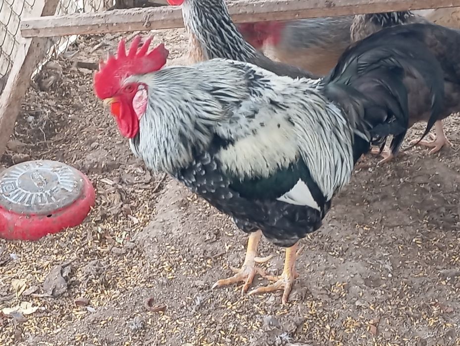 Продам петуха породы Борковской