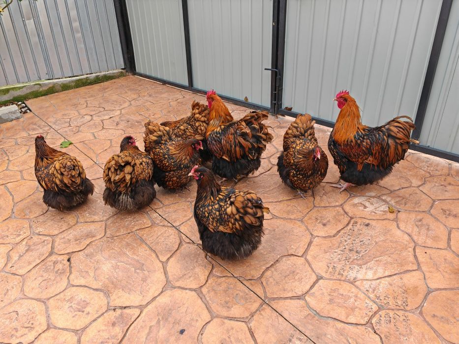 Găini Orpington auriu