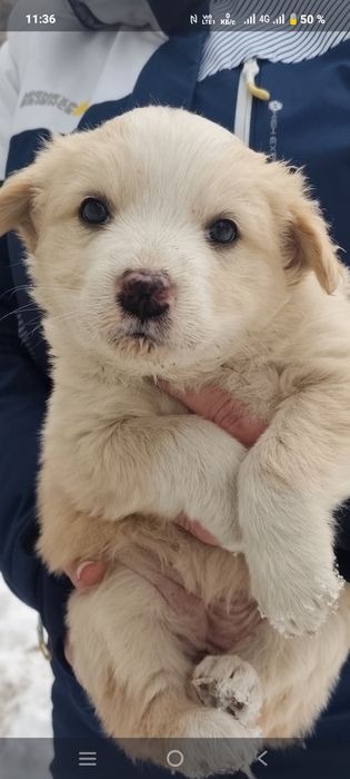 Пристраиваются щенки в добрые руки!