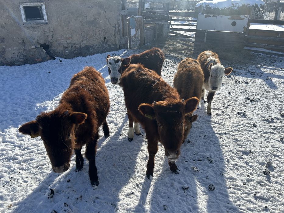 Бұзау сатылады. Продаю телят