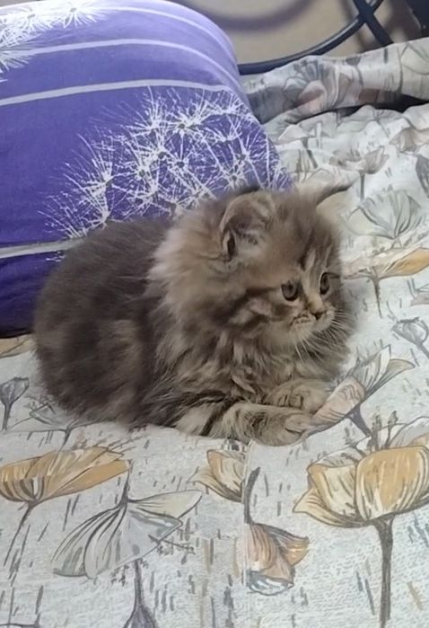 Шикарная Хайленд страйт. Девочка.