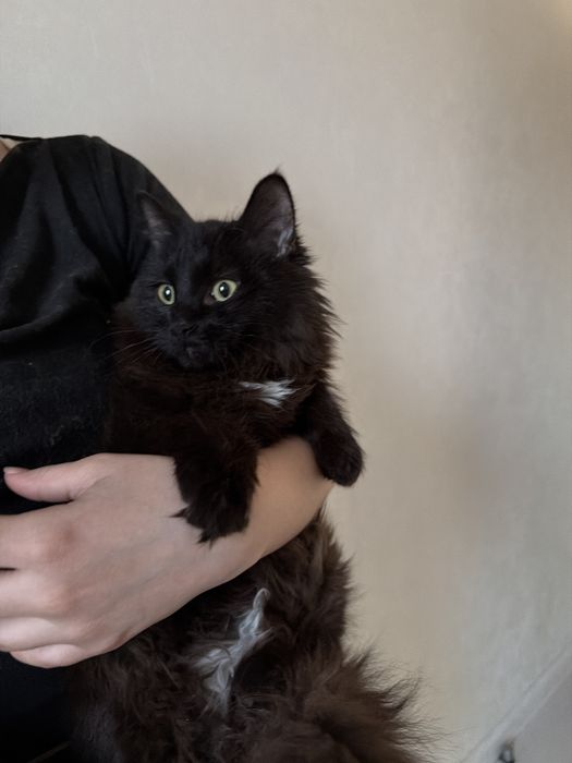 Кошка ищет себе дом