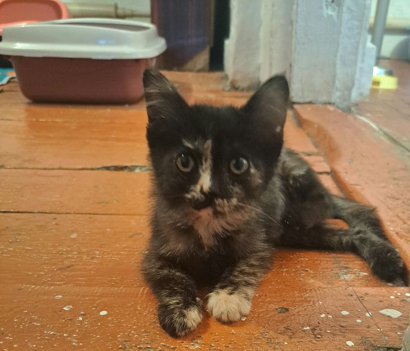 Отдам котёнка в добрые руки!